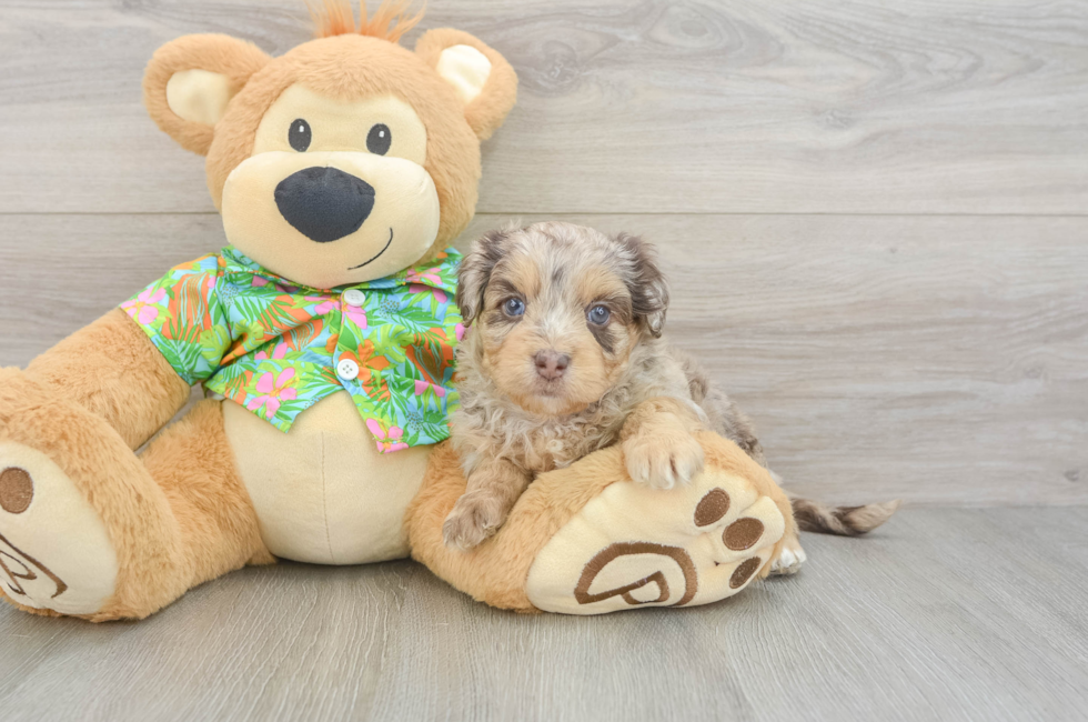 5 week old Havapoo Puppy For Sale - Windy City Pups