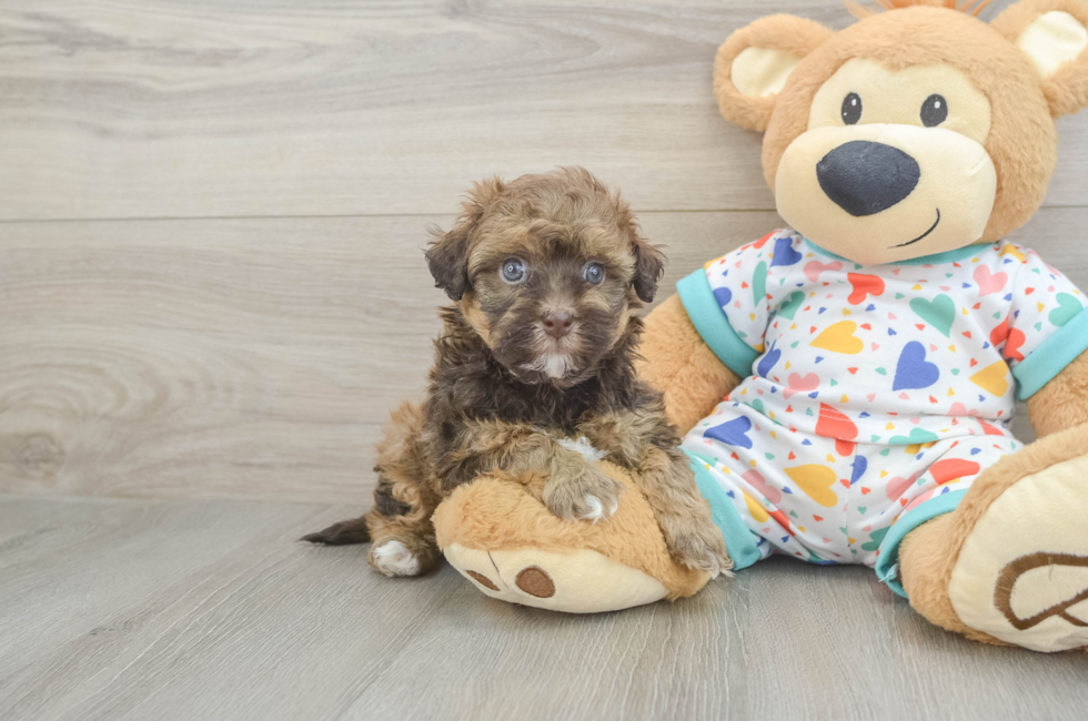 5 week old Havapoo Puppy For Sale - Windy City Pups