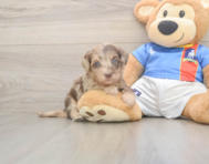 6 week old Havapoo Puppy For Sale - Windy City Pups