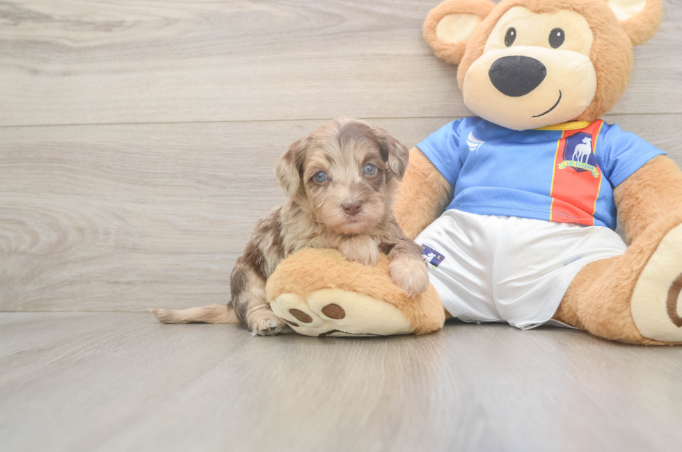 5 week old Havapoo Puppy For Sale - Windy City Pups