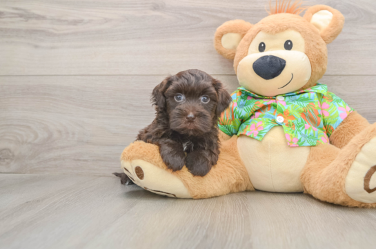 Best Havapoo Baby