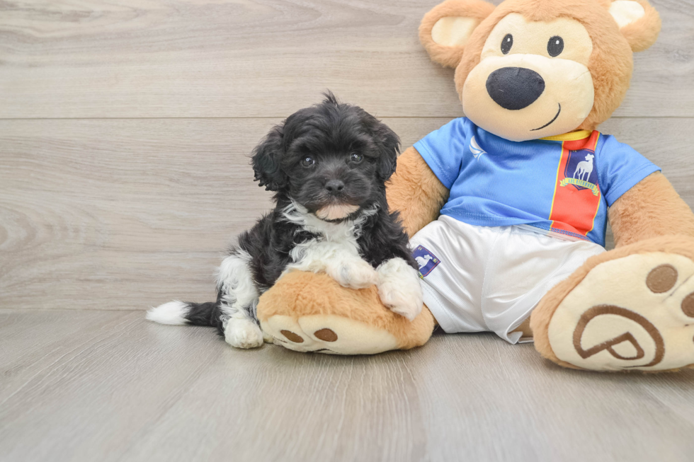 Havapoo Puppy for Adoption