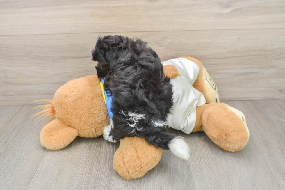 Havapoo Puppy for Adoption
