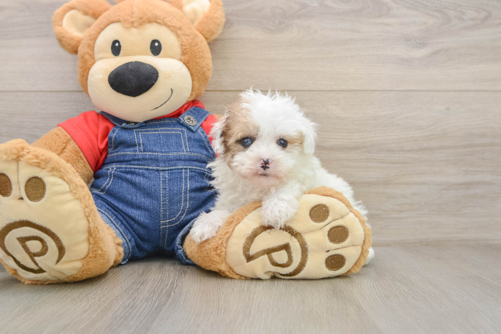 Smart Havapoo Poodle Mix Pup