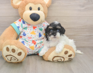 8 week old Havapoo Puppy For Sale - Windy City Pups