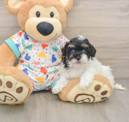 7 week old Havapoo Puppy For Sale - Windy City Pups