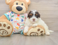 6 week old Havapoo Puppy For Sale - Windy City Pups
