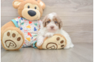 Best Havapoo Baby