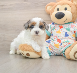7 week old Havapoo Puppy For Sale - Windy City Pups