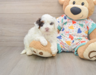 7 week old Havapoo Puppy For Sale - Windy City Pups