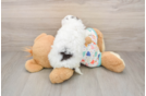 Havapoo Pup Being Cute