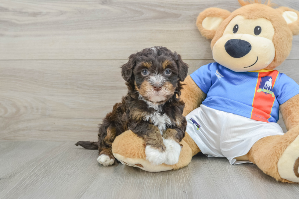 Havapoo Puppy for Adoption