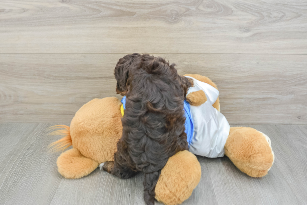 Funny Havapoo Poodle Mix Pup