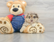 8 week old Havapoo Puppy For Sale - Windy City Pups