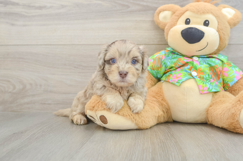 5 week old Havapoo Puppy For Sale - Windy City Pups