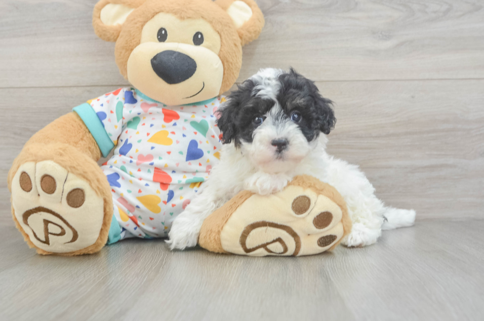 5 week old Havapoo Puppy For Sale - Windy City Pups