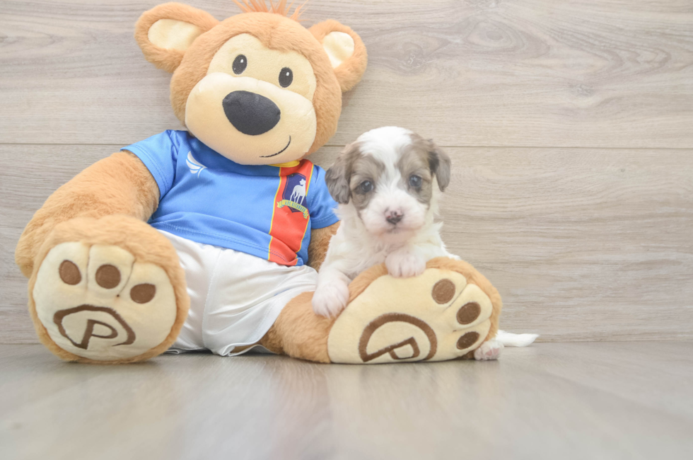5 week old Havapoo Puppy For Sale - Windy City Pups
