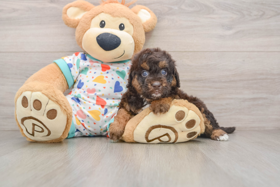 Petite Havapoo Poodle Mix Pup