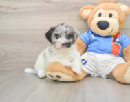 9 week old Havapoo Puppy For Sale - Windy City Pups