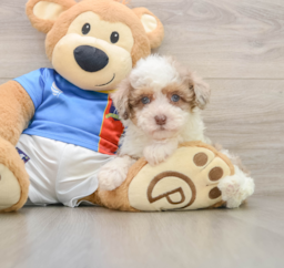 7 week old Havapoo Puppy For Sale - Windy City Pups