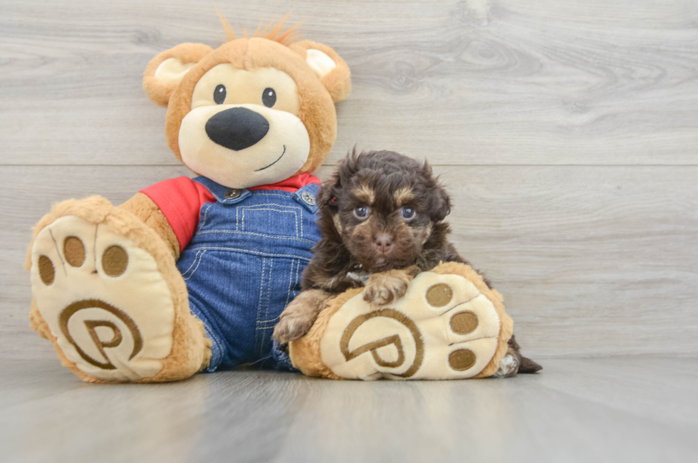 7 week old Havapoo Puppy For Sale - Windy City Pups