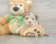 8 week old Havapoo Puppy For Sale - Windy City Pups