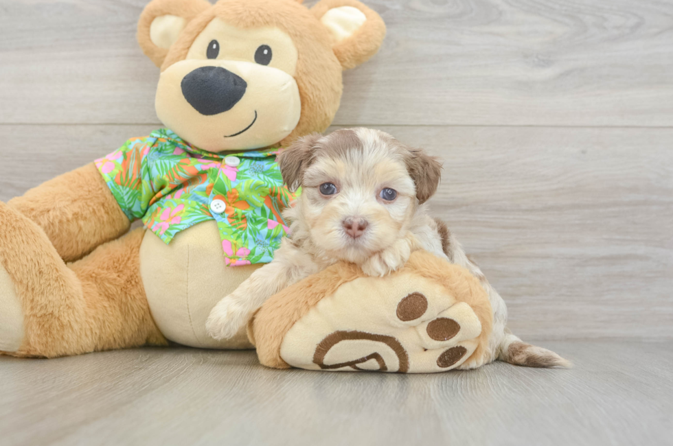 5 week old Havapoo Puppy For Sale - Windy City Pups