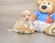 7 week old Havapoo Puppy For Sale - Windy City Pups