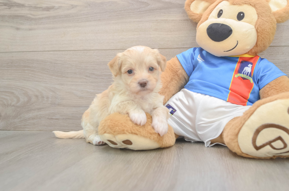 5 week old Havapoo Puppy For Sale - Windy City Pups