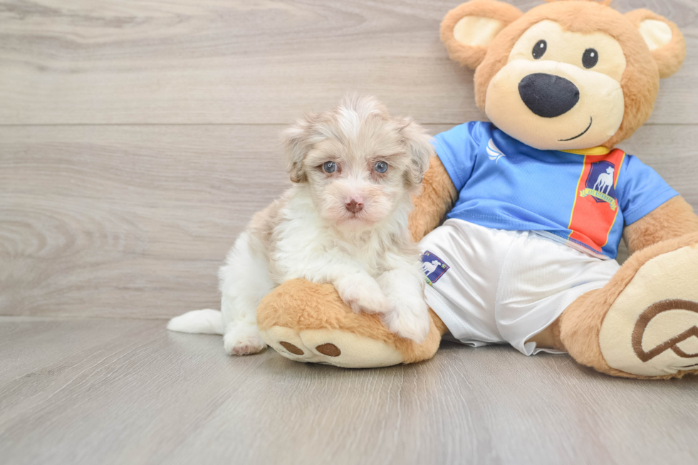 Best Havapoo Baby