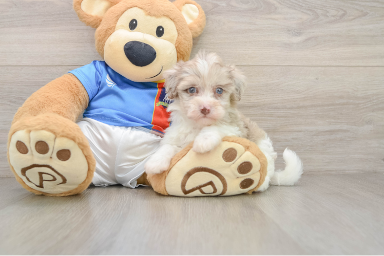 Popular Havapoo Poodle Mix Pup
