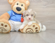 9 week old Havapoo Puppy For Sale - Windy City Pups