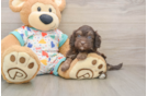 Adorable Havadoodle Poodle Mix Puppy