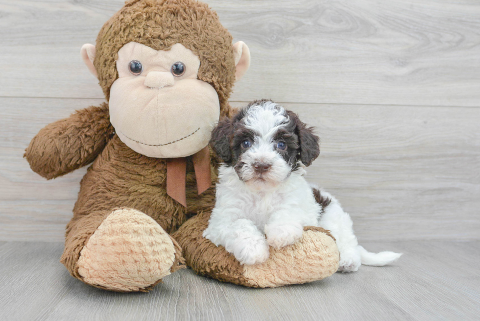 Popular Havapoo Poodle Mix Pup