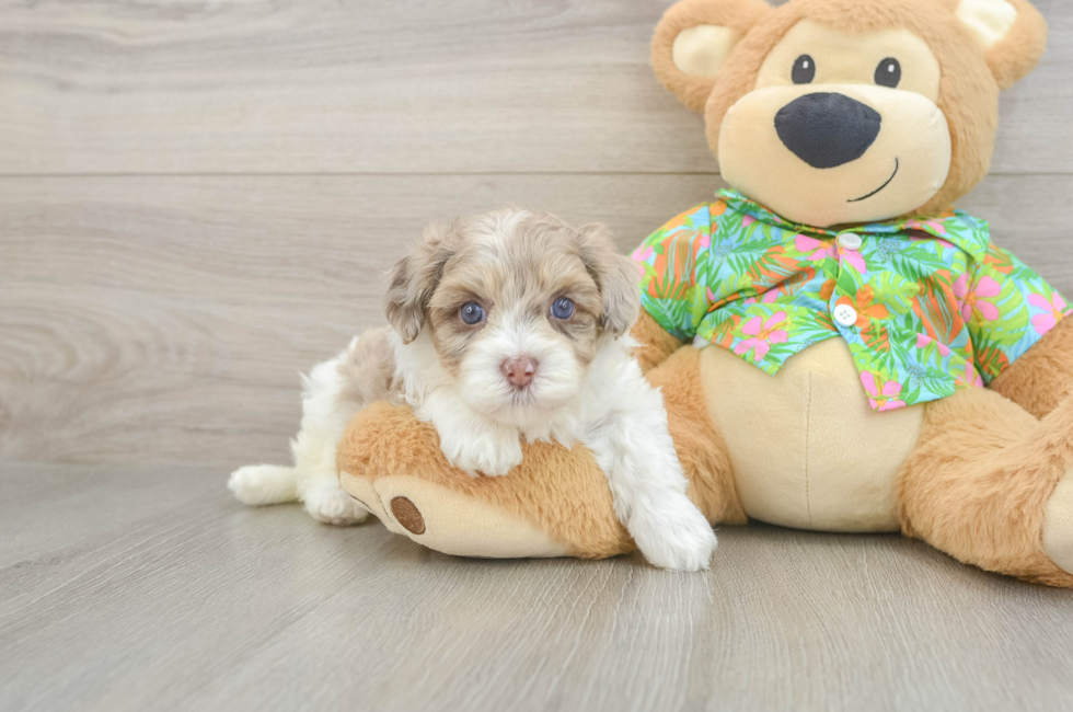 5 week old Havapoo Puppy For Sale - Windy City Pups