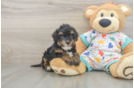 Popular Havapoo Poodle Mix Pup