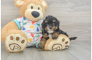 Havapoo Pup Being Cute