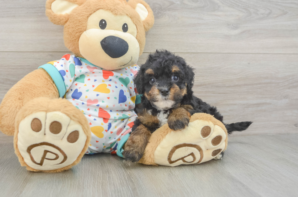 5 week old Havapoo Puppy For Sale - Windy City Pups