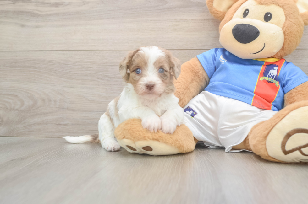 5 week old Havapoo Puppy For Sale - Windy City Pups