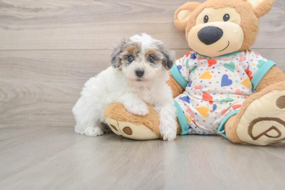 Havapoo Puppy for Adoption