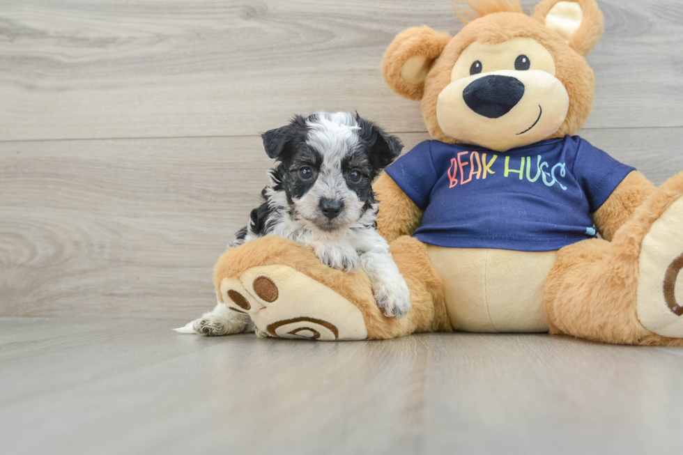 Popular Havapoo Poodle Mix Pup