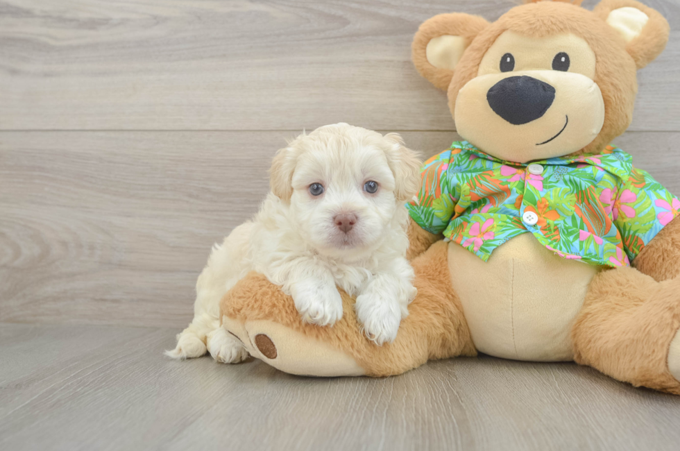 5 week old Havapoo Puppy For Sale - Windy City Pups