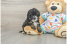 Havapoo Puppy for Adoption