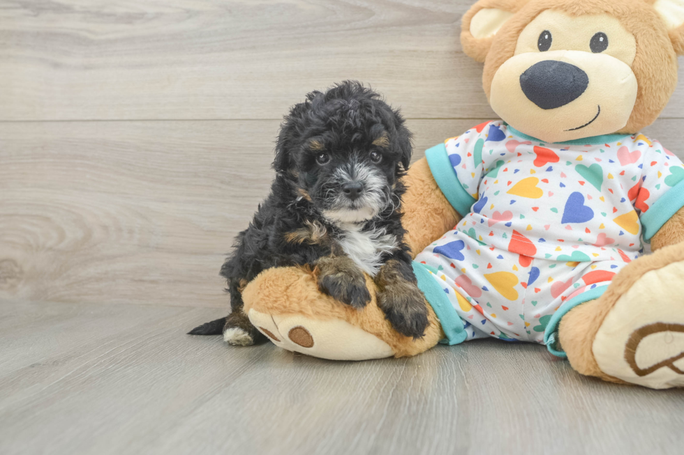 Havapoo Puppy for Adoption