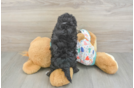 Popular Havapoo Poodle Mix Pup