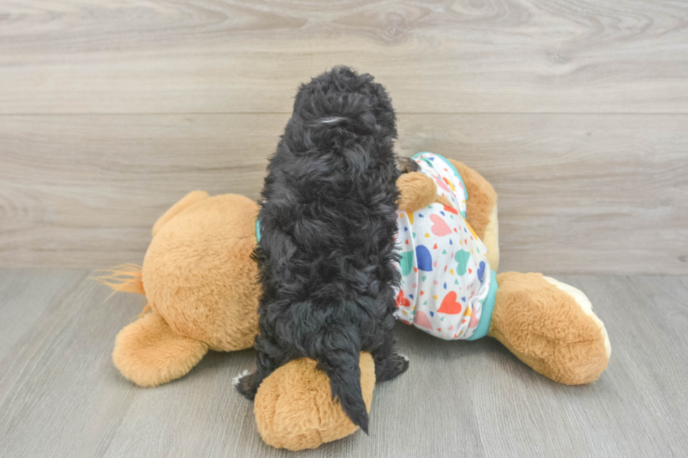Popular Havapoo Poodle Mix Pup