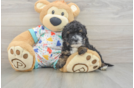 Sweet Havapoo Baby