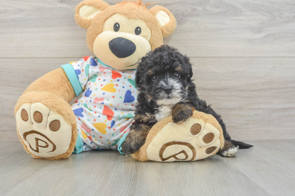 5 week old Havapoo Puppy For Sale - Windy City Pups