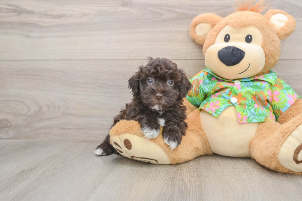 Friendly Havapoo Baby