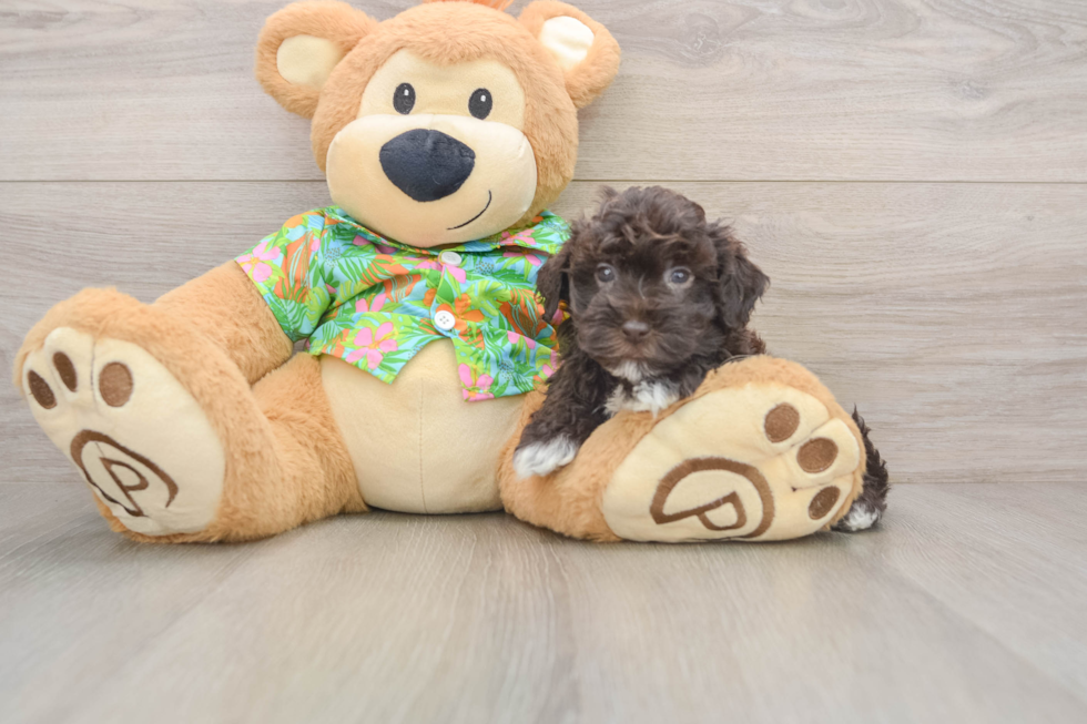 Funny Havapoo Poodle Mix Pup